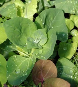 Loboda de gradina verde, seminte de loboda pentru salate si supe, 1 gram, Opal